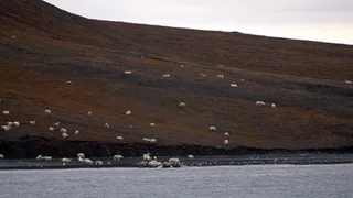 Ученые сняли как 230 белых медведей пришли кушать кита