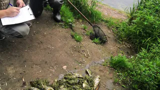 В Муромском районе возбуждено уголовное дело о массовой гибели рыбы