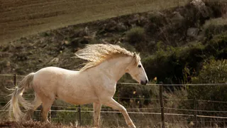 В области проходит межрегиональный конный турнир
