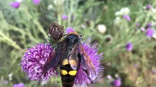 В Шацком районе рязанские экологи нашли крупнейшую осу Сколию
