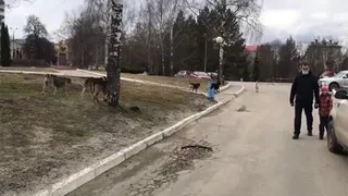 В Советском районе города Брянска была замечена свора бродячих собак