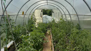 Крапива в теплице изменила сезон — растения перестали болеть, а пустые завязи больше не появлялись