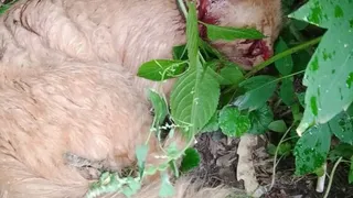 В Рязани на улице Соборной живодеры расстреляли кота