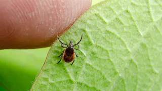 Два нижнекамца пострадали от укуса клещей  