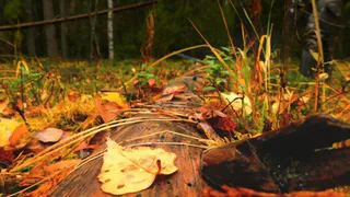 Дожди и холод ожидается в Чувашии 28 октября