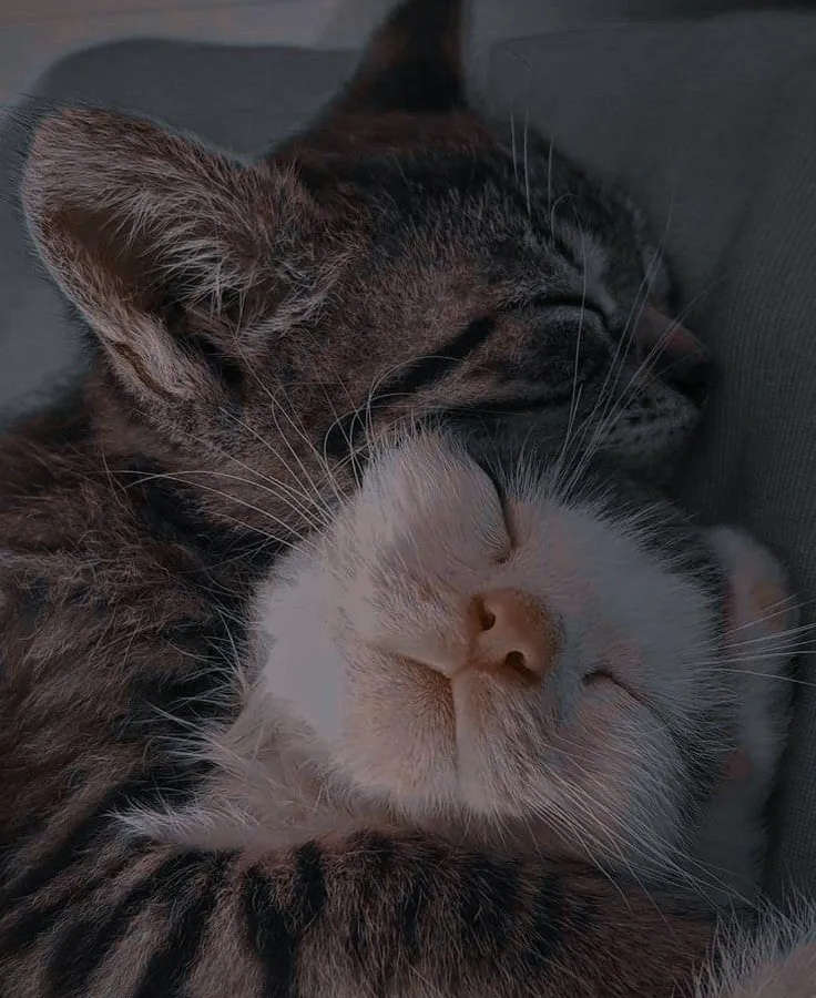 И в горе, и в радости: как путешествовать с домашними питомцами