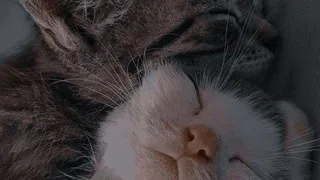 И в горе, и в радости: как путешествовать с домашними питомцами