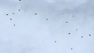 Снежные блохи вылезли на солнышко у поселка Брыкин Бор