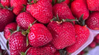 Такая супер-подкормка "воскрешает" землю для клубники - ягода будет потом с кулак