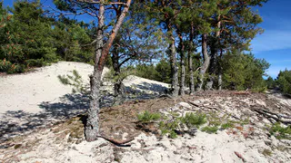 Побывала на Куршской Косе под Калининградом: эмоции от восторга до разочарования - вот какие места нужно обходить мимо