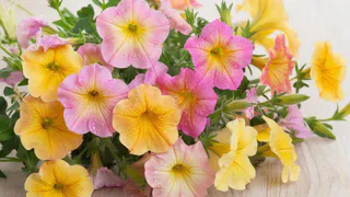 Петунии и бархатцы больше не в моде: этот цветок оформит клумбу и будет благоухать с мая по октябрь