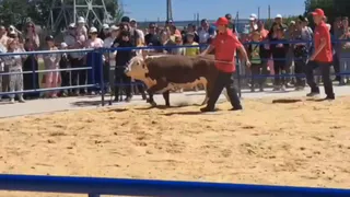 "Провели мероприятие на достойном уровне впервые в России": состоялся аукцион племенных животных в Чувашии