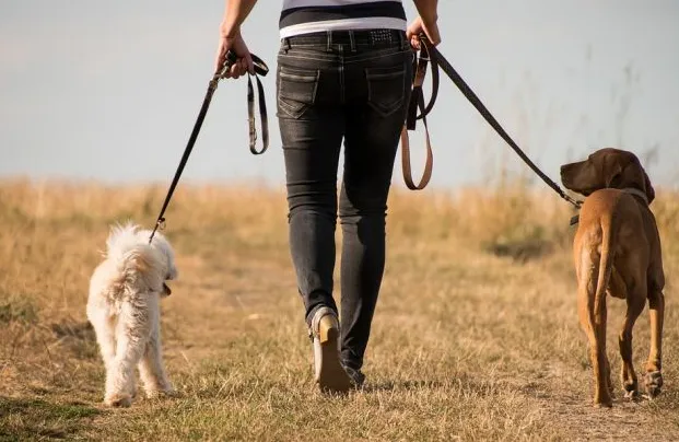 Какая парода собак подходит знакам зодиака: Козерогу, Водолею, Рыбам