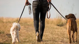 Какая парода собак подходит знакам зодиака: Козерогу, Водолею, Рыбам