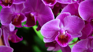 Как правильно подкармливать орхидеи для пышного цветения