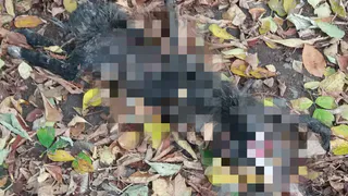 Рязанцы пожаловались на большую стаю бродячих собак