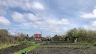 Наказывать будут жестоко: 2 растения на даче, за которые будут оштрафовать на большую сумму