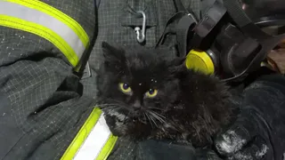 Во Владимирской области спасатели вынесли котенка из горящего дома