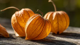 Не клубника и не смородина: сочная ягода — находка для ленивых садоводов, посадил и забыл до урожая