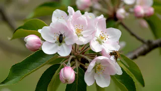 Посадил под яблоней и обалдел — муравьи на дерево не лезут и тлей там не пасут — мощнейший отпугиватель насекомых