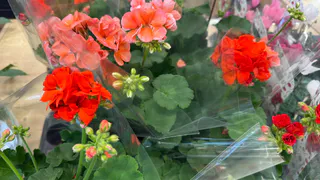 Крошу в горшок — и герань как подменили: листва не желтеет, а бутоны «прут» даже на молодых черенках