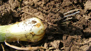 Три обязательные подкормки для лука в июне – секрет богатого урожая
