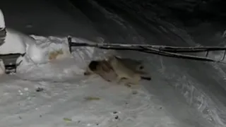 Доступный источник пищи: в Прикамье волки загрызли сторожевую собаку