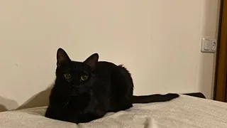 Почему кошки пинаются задними лапами: зоопсихологи раскрыли сигналы питомца - не знают даже опытные кошатники