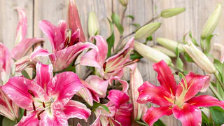 Лилиям после окончания цветения — обязательно: эти 3 процедуры зарядят растения на отличную бутонизацию в следующем году