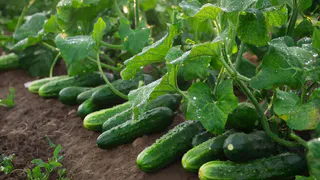 Урожай без оглядки на прогнозы: огурцы, для которых плохой сезон реально больше не существует