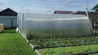 Фитофторы и вредителей будет меньше: назван идеальный сидерат для теплицы осенью