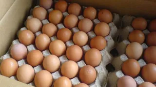 В Брянске ветконтроль пресек уличную торговлю яйцами