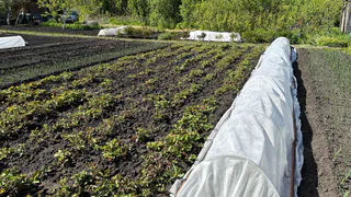 Это самая вредная и опасная ягода: а мы едим ее как деликатес, еще и детей заставляем пробовать 