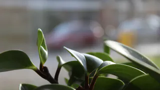 Листья растения липкие, рост встал — одна кухонная мелочь быстро решила проблему