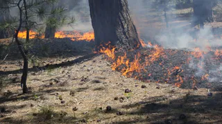 В лесах Клепиковского района до 30 июня объявлен высокий класс пожарной опасности