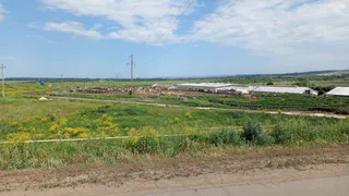 Урожайность масличных культур в Рязанской области выросла на 30%