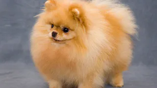 Почём нижнекамские «нюньки»?