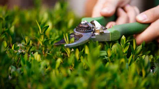 У владимирского Красного креста идут работы по озеленению местности