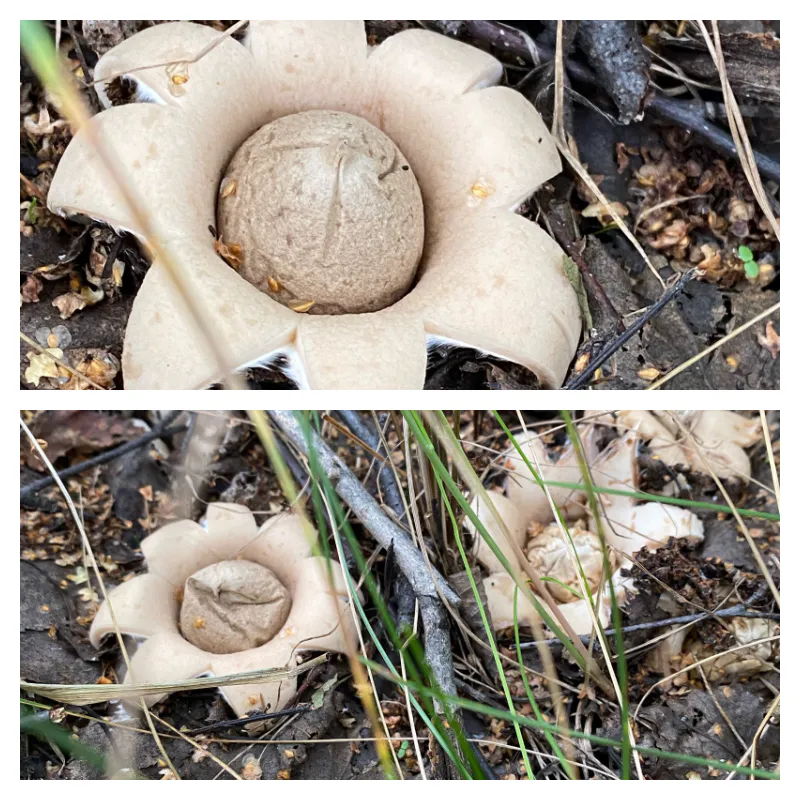 В лесах Челябинской области южноуральцы начали находить грибы необычной формы