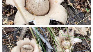 В лесах Челябинской области южноуральцы начали находить грибы необычной формы