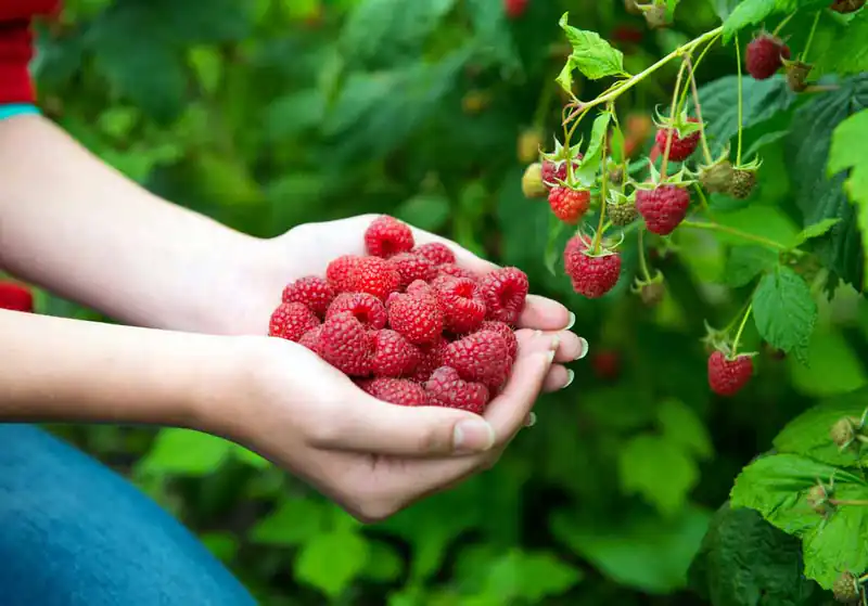 Стало известно, какие продукты помогают в борьбе с депрессией
