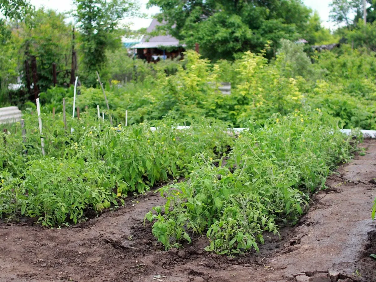 Повторные посадки: какие культуры посеять на пустующих грядках в июле для осеннего урожая