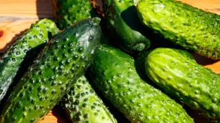 Не сорт, а радость дачника: огурцы, которые просто созданы для консервации — плоды останутся красивыми и хрустящими