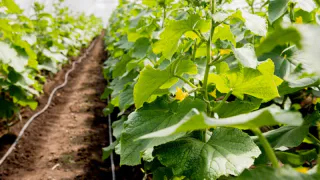 Не сорт, а мечта: назван раннеспелый огурец-трудяга — плодит урожай вёдрами даже в холода