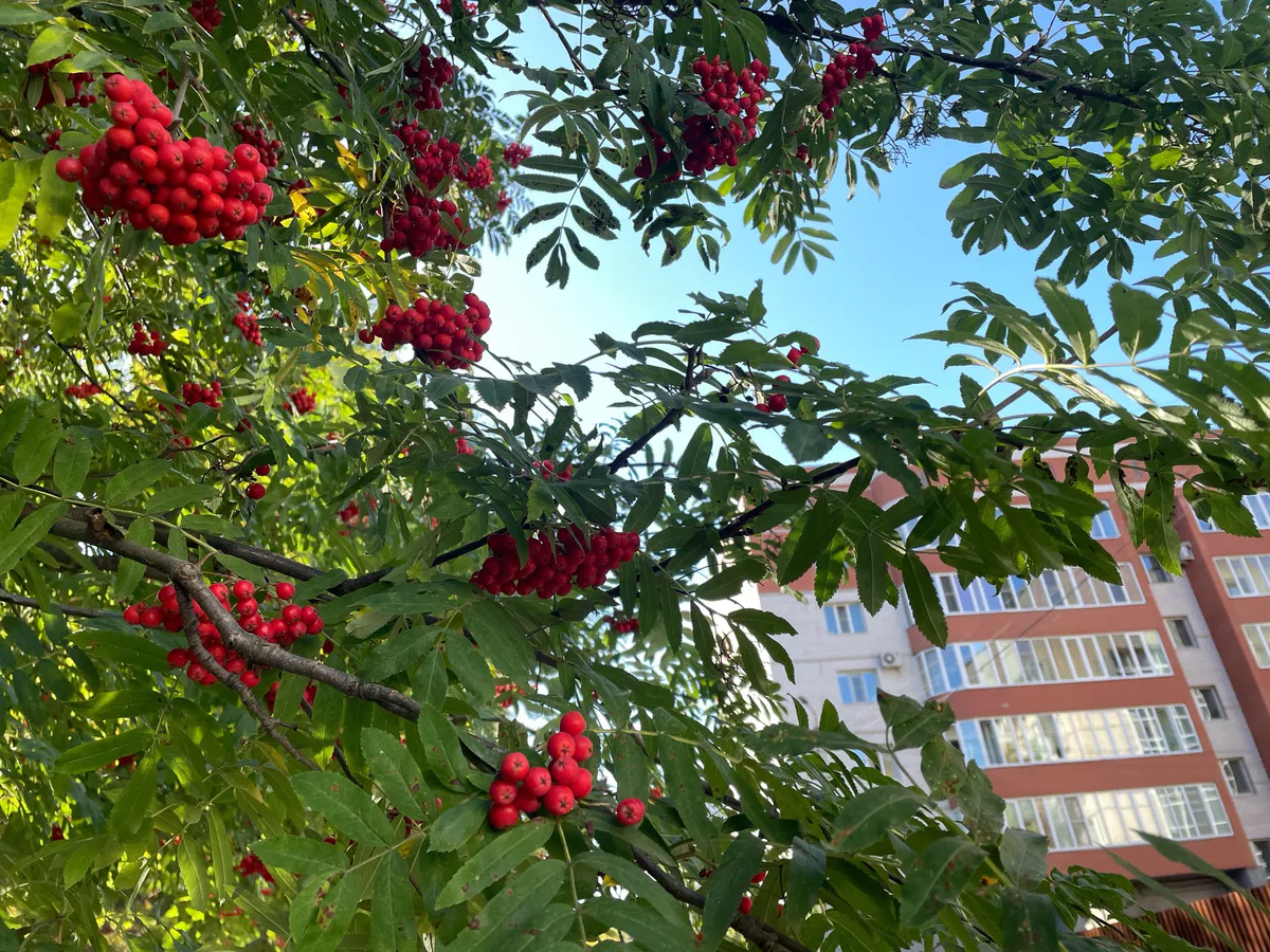 Погода на 17 сентября: Челябинскую область предупредили о ночных заморозках