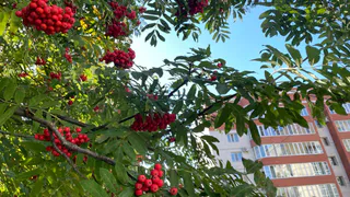 Погода на 17 сентября: Челябинскую область предупредили о ночных заморозках