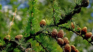 Секреты хвойного леса: как полипренолы из хвои помогают бороться с депрессией и стрессом