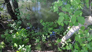 Под Рязанью в реке нашли труп мужчины