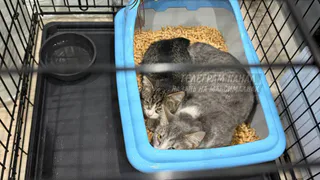 «Прикрываются грызунами»: жители дома в Казани спасли кошек от травли ядом