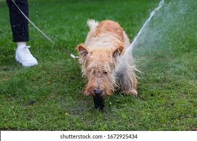 Собаки дождались своего пива